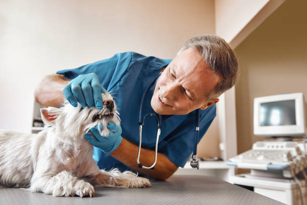 Best Broken or Chipped Tooth Repair in Canton, IL